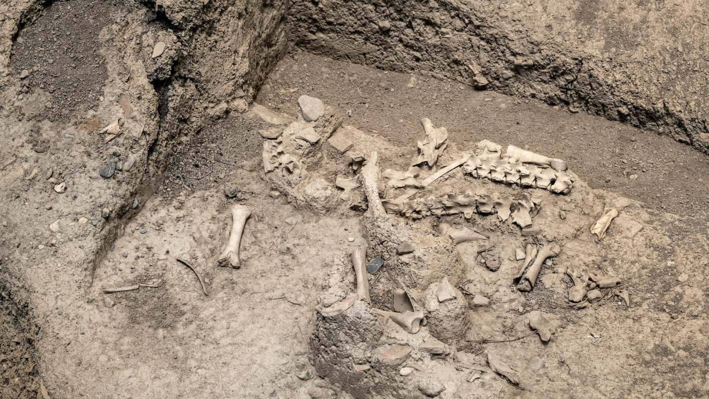 An archaeological excavation site featuring scattered human bones and dirt.
