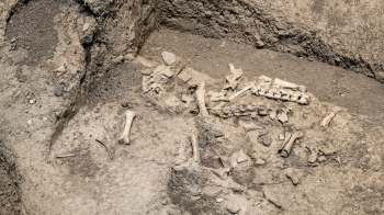 An archaeological excavation site featuring scattered human bones and dirt.