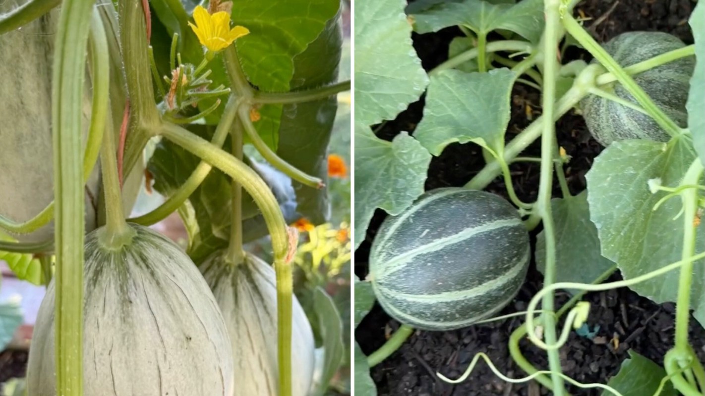 Two types of melons growing on vines, with green leaves and yellow flowers in the background.