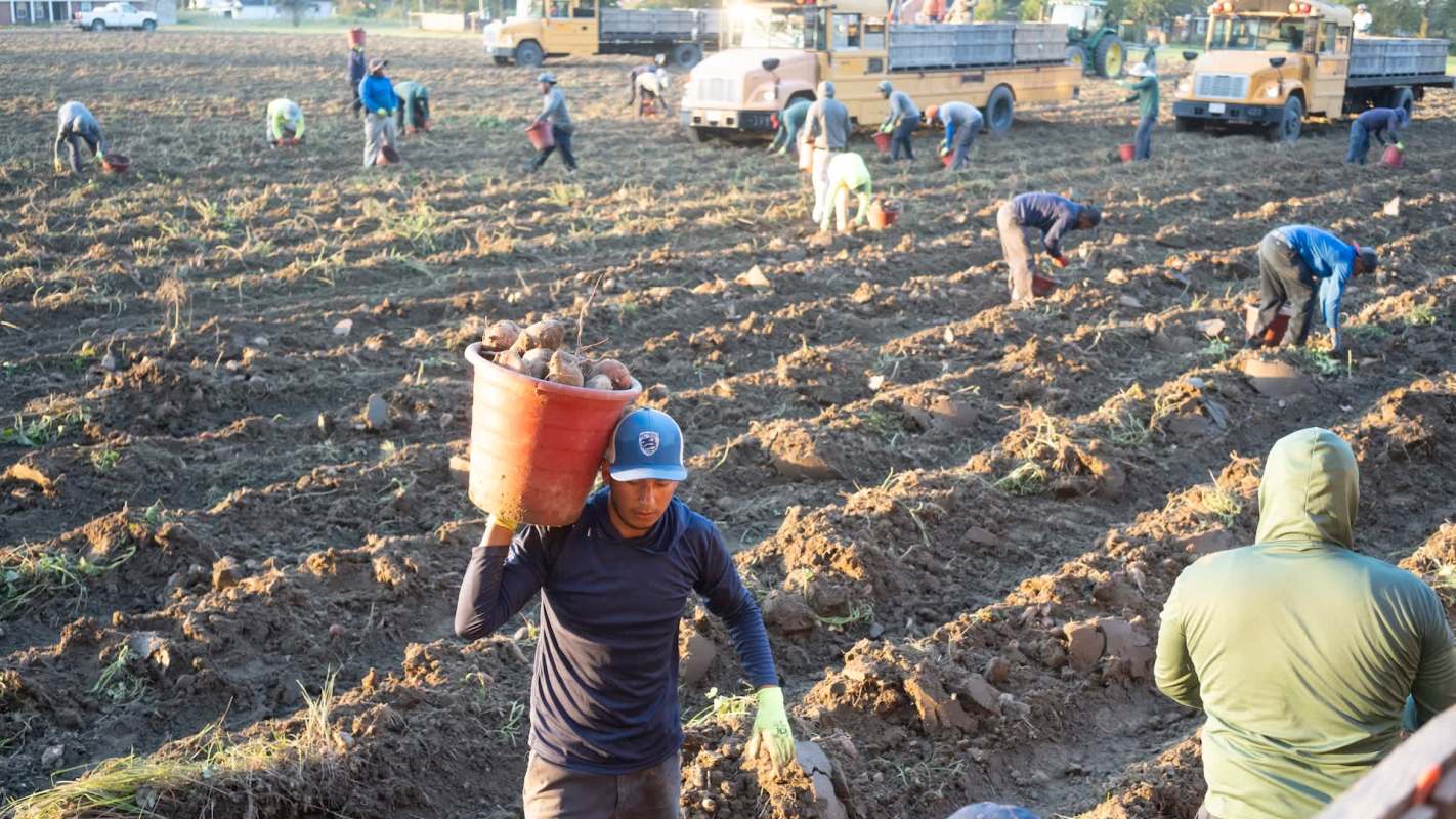 Agricultural workers harvesting crops in a field.
