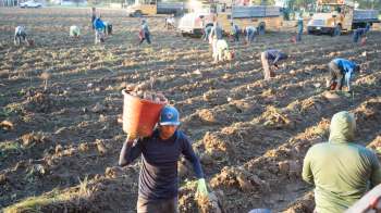 Agricultural workers harvesting crops in a field.