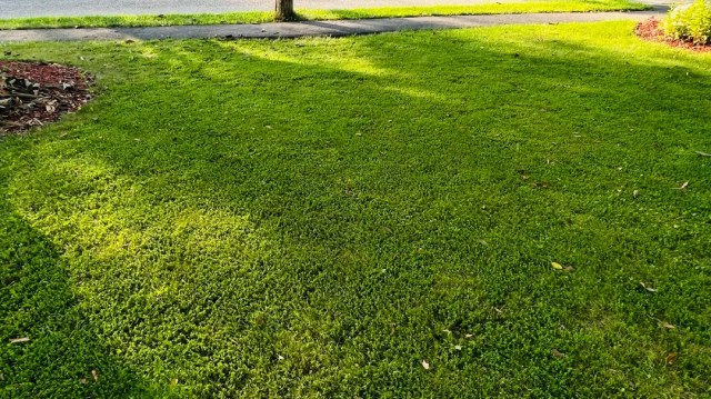 A luscious green lawn.