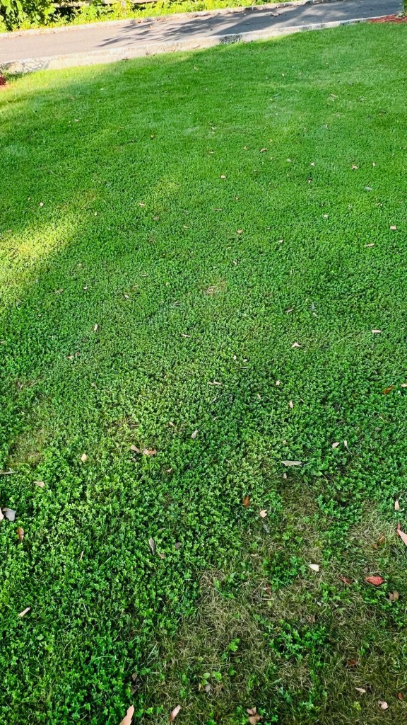 A lawn that has retained its deep green color.