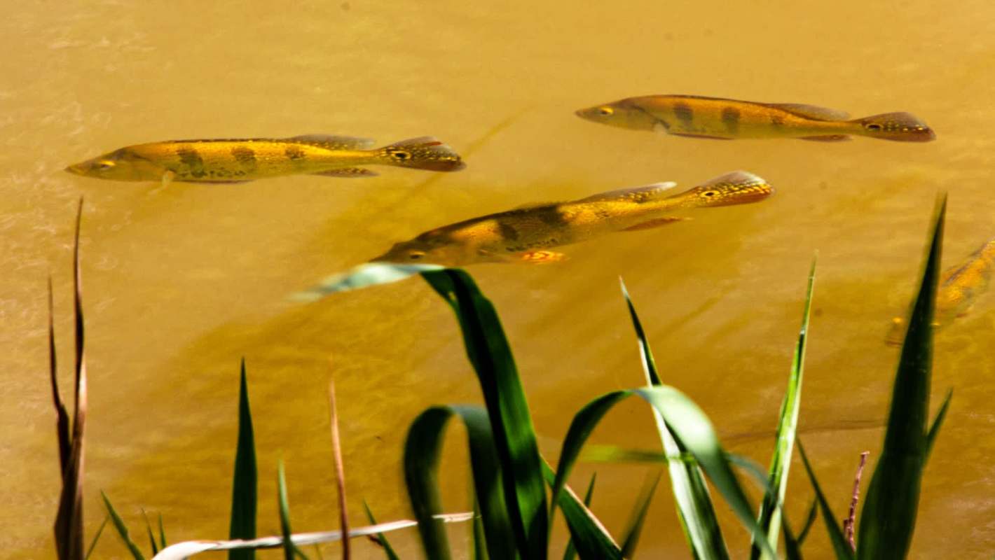 Fish swimming in brown water.