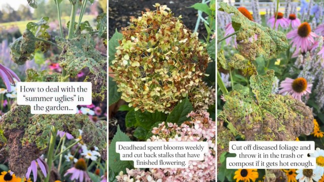 Struggling plants in a garden.