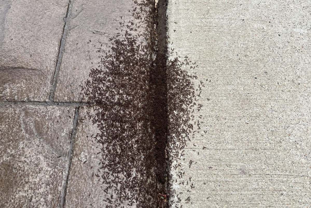 A swarm of ants on a sidewalk.