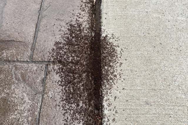 A swarm of ants on a sidewalk.