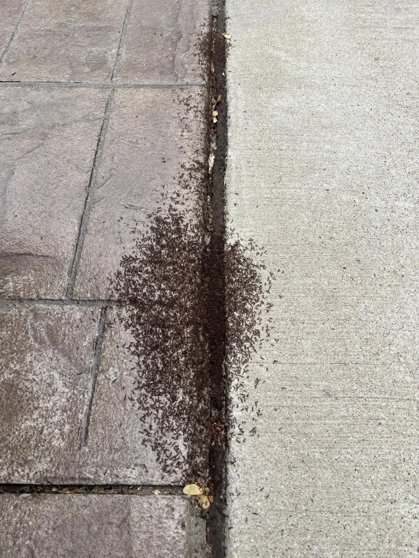 A swarm of ants on a sidewalk.