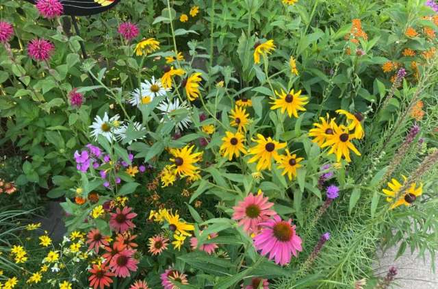 A vibrant garden filled with diverse flowers, including yellow coneflowers and pink daisies.