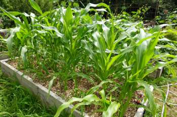 Corn growing in raised beds.