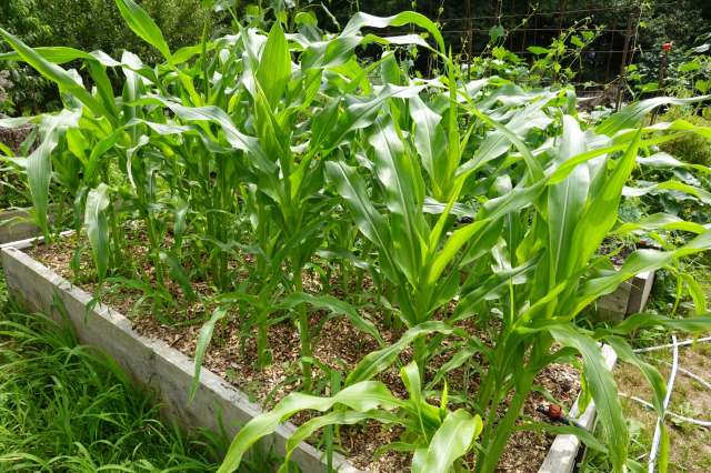 Corn growing in raised beds.
