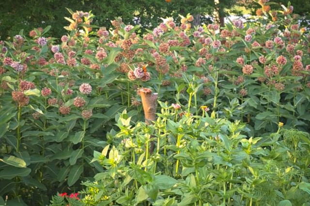 Monarch butterflies in a milkweed garden.