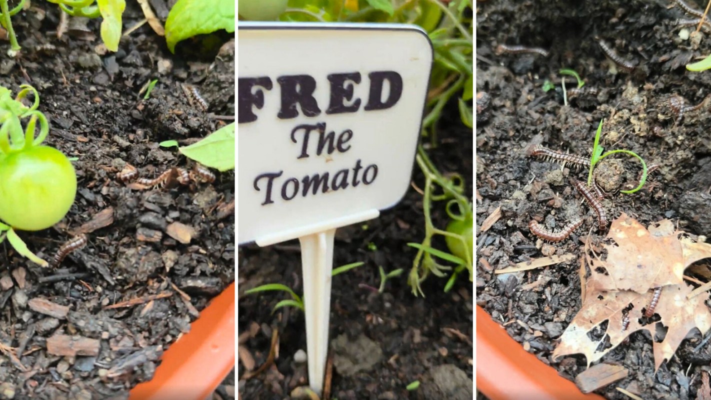 A green tomato labeled "Fred the Tomato" surrounded by small millipedes in a garden pot.