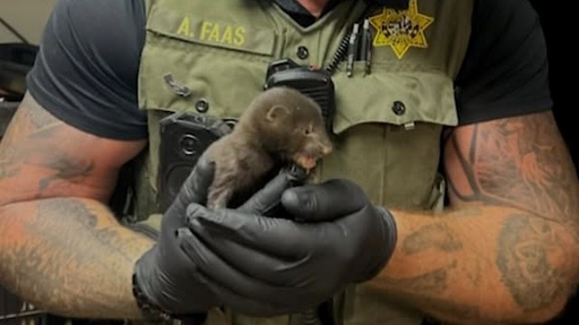 An animal control officer holding a baby mink.