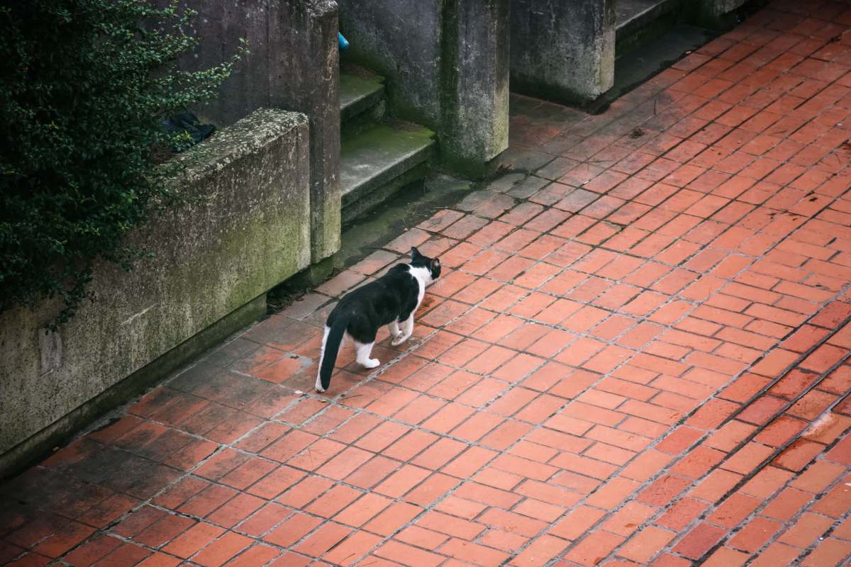 A black and white cat walks along a brick path beside a concrete wall and greenery.