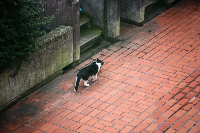 A black and white cat walks along a brick path beside a concrete wall and greenery.