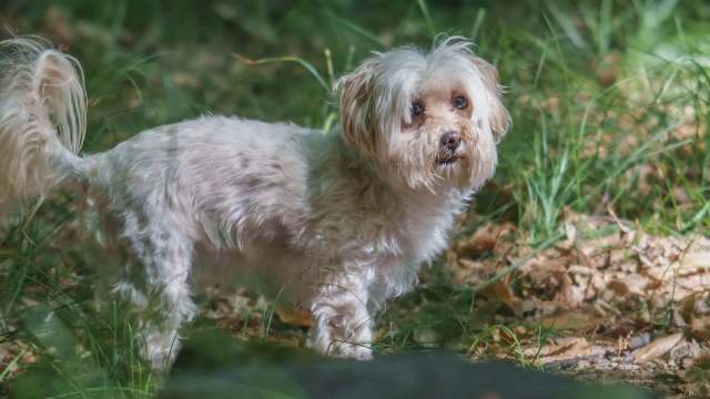 A Shih Tzu outdoors.