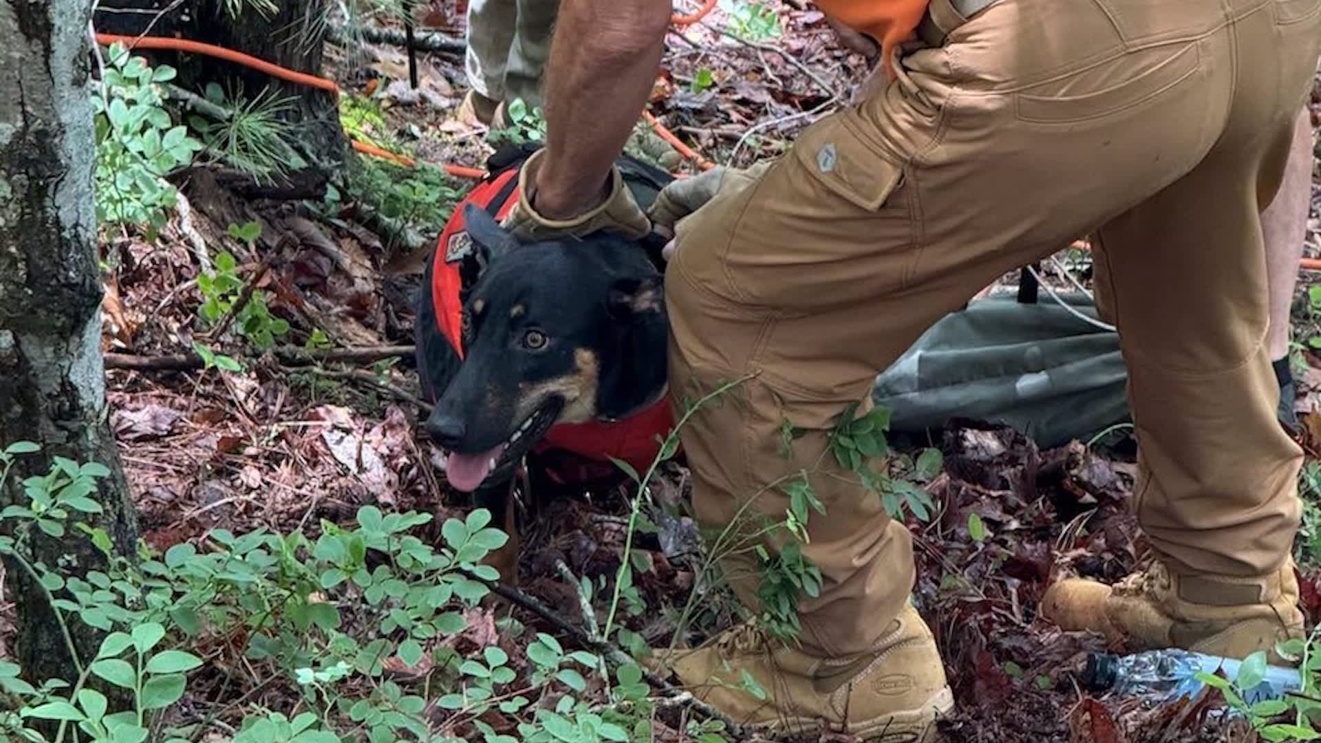 After Kentucky owner hears 'faint barks,' rescuers pull missing dog from cliff ledge