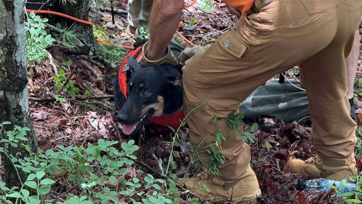A search and rescue dog in a red vest is being handled by a rescuer in a forested area.