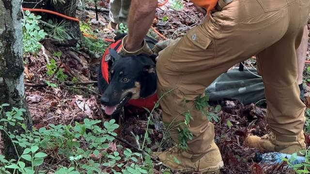 A search and rescue dog in a red vest is being handled by a rescuer in a forested area.