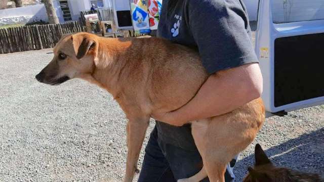 A person holds a light brown dog while another dog sits nearby on gravel ground.