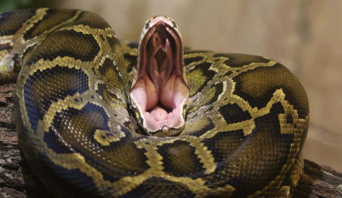 A coiled python opening it mouth wide.