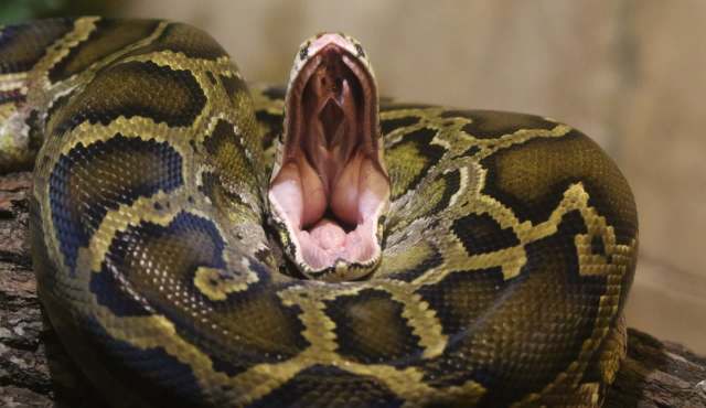 A coiled python opening it mouth wide.