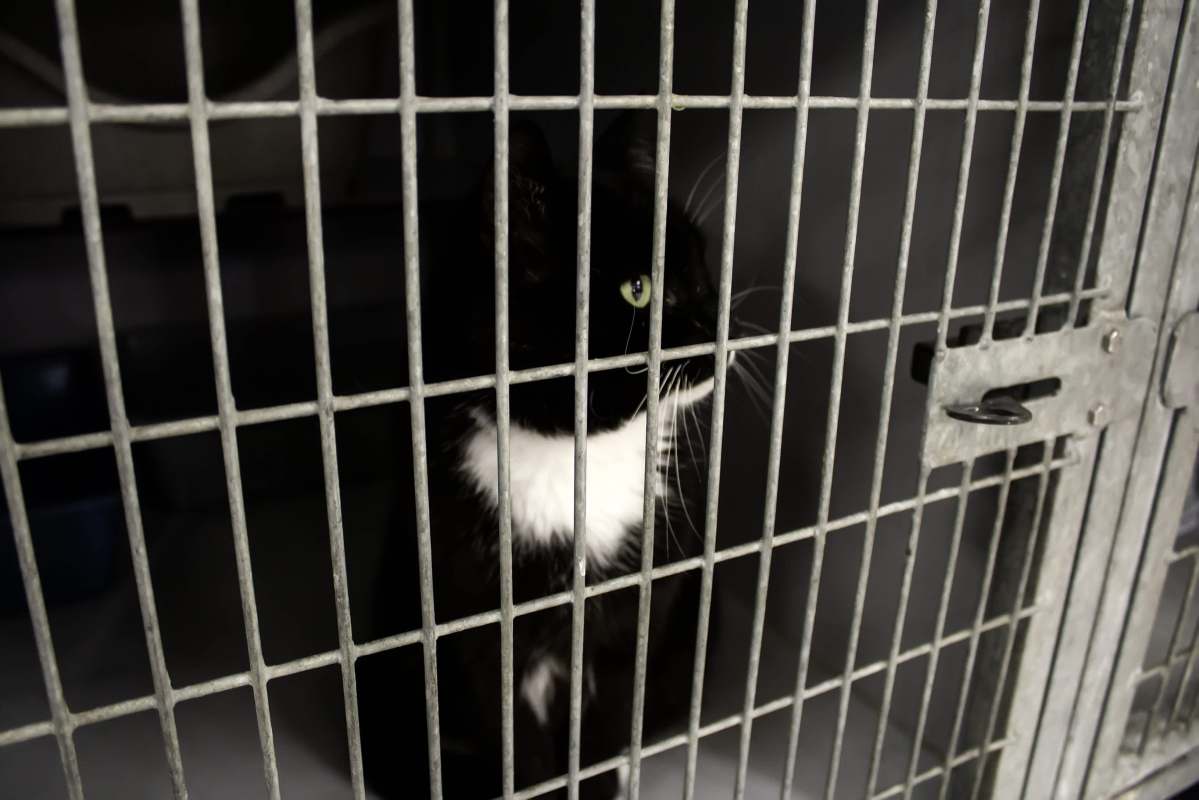 A black cat with white markings gazes through the metal bars of a cage.