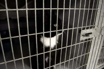 A black cat with white markings gazes through the metal bars of a cage.