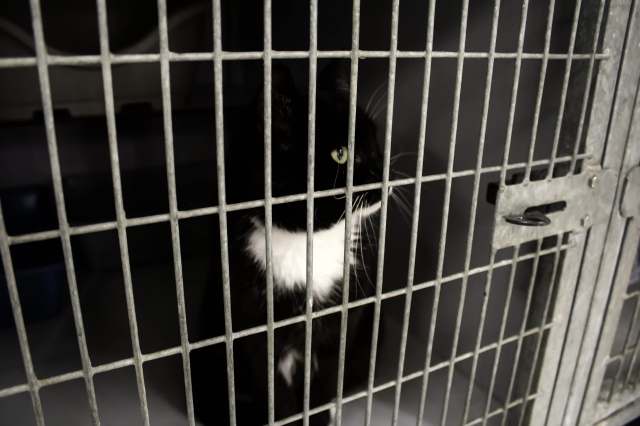 A black cat with white markings gazes through the metal bars of a cage.