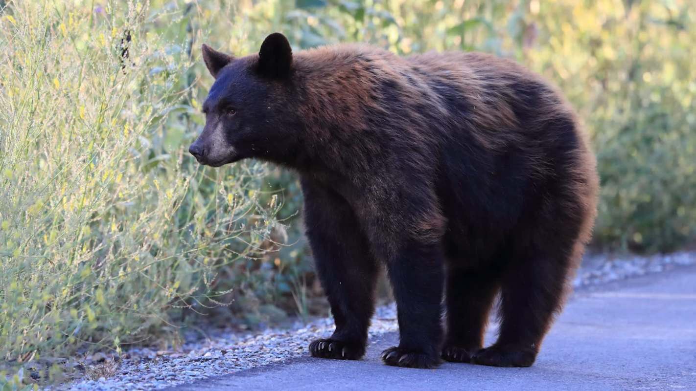 A bear on the side of the road.