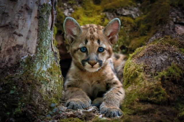 A mountain lion cub.