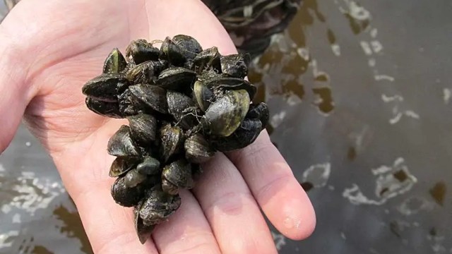 A hand holding a cluster of zebra mussels.