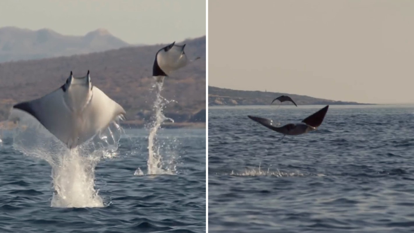 Two mobula rays leap out of the water.