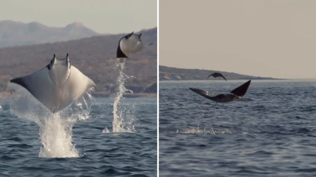 Two mobula rays leap out of the water.