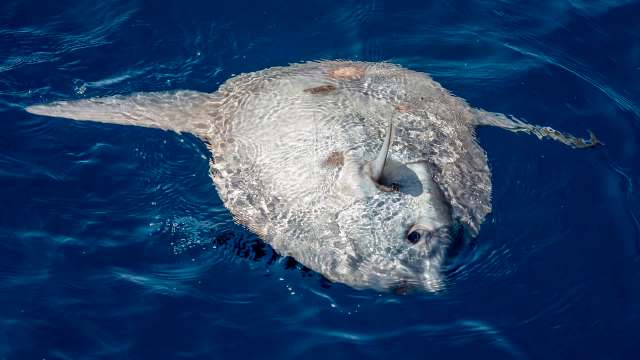 A sunlit ocean scene featuring a large mola mola fish swimming near the surface.