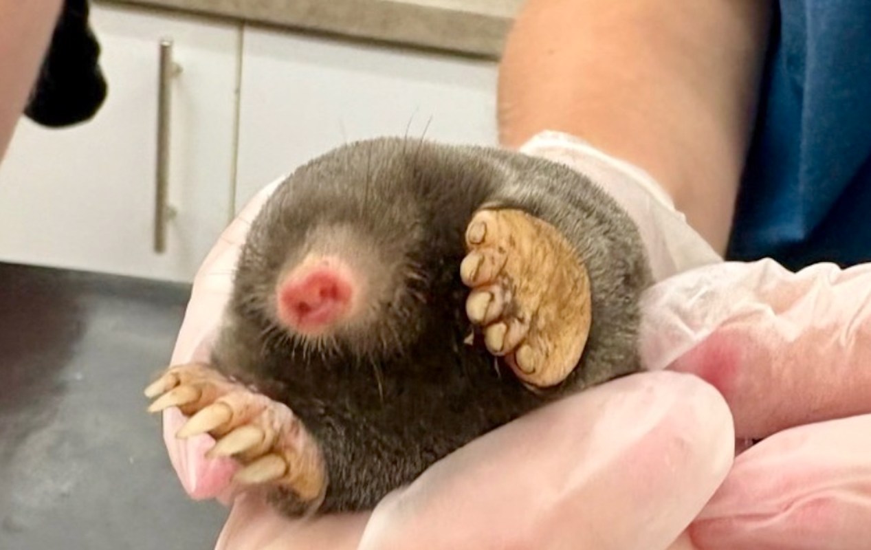 A mole being held in gloved hands.