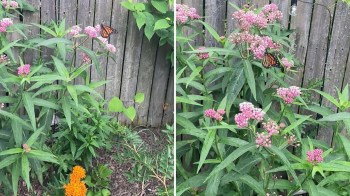 A monarch butterfly rests on pink flowers.