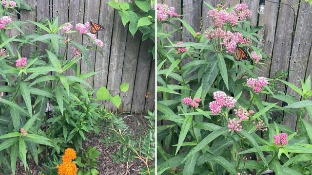 A monarch butterfly rests on pink flowers.