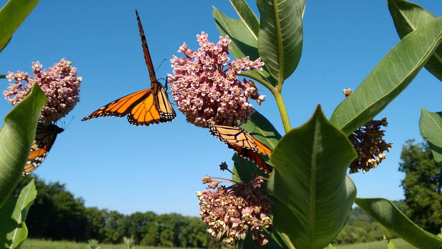 Monarch butterflies are feeding on pink flowers against a clear blue sky.