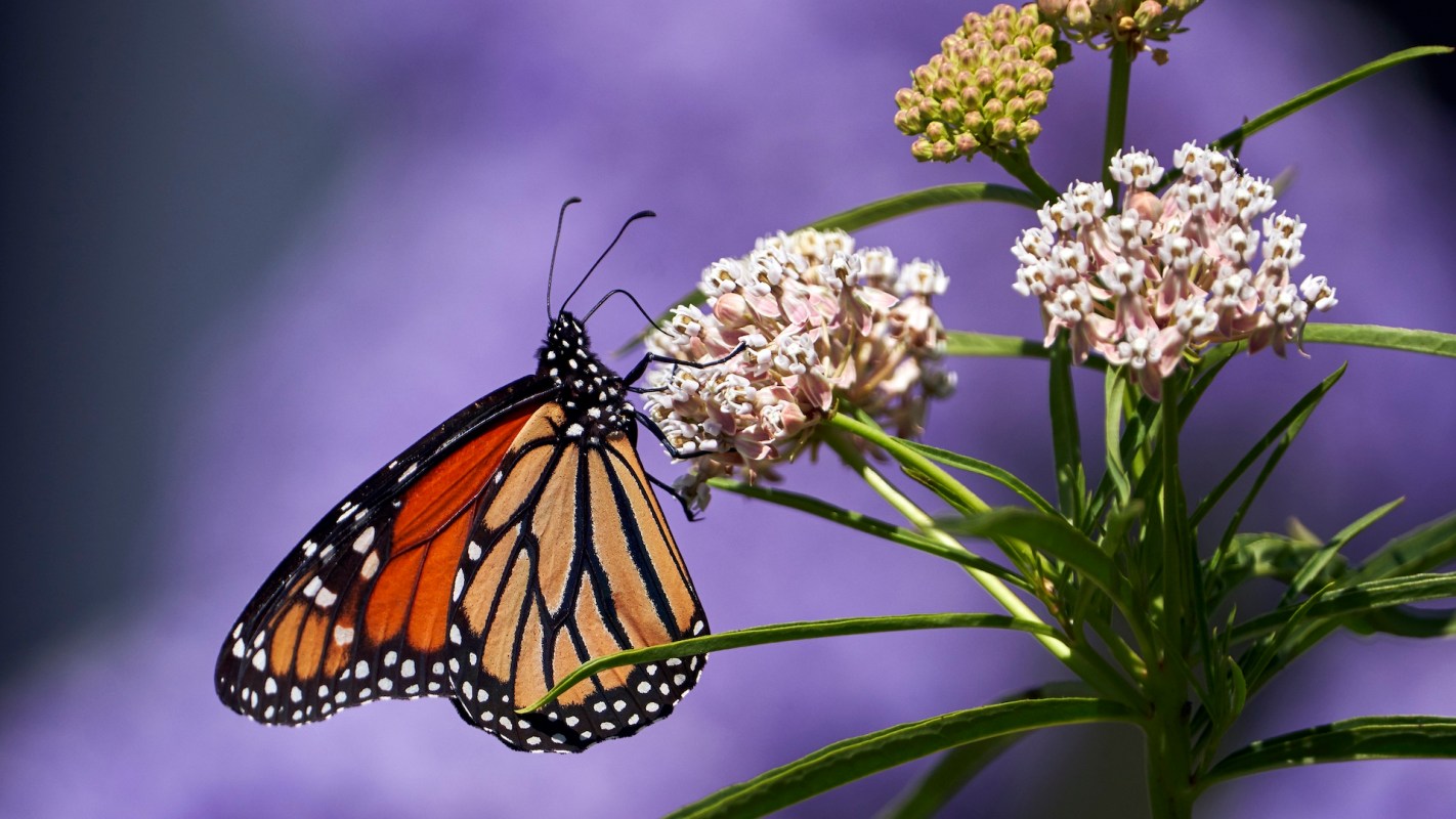 A monarch butterfly on flowers.