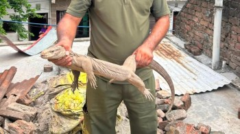 A person holding a monitor lizard.
