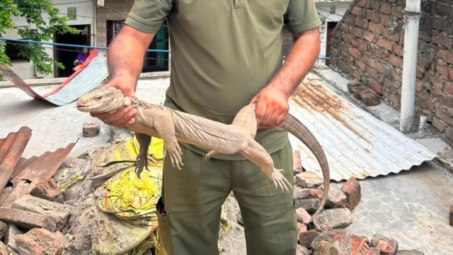 A person holding a monitor lizard.