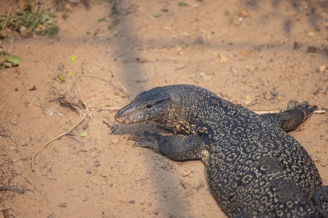 A monitor lizard.