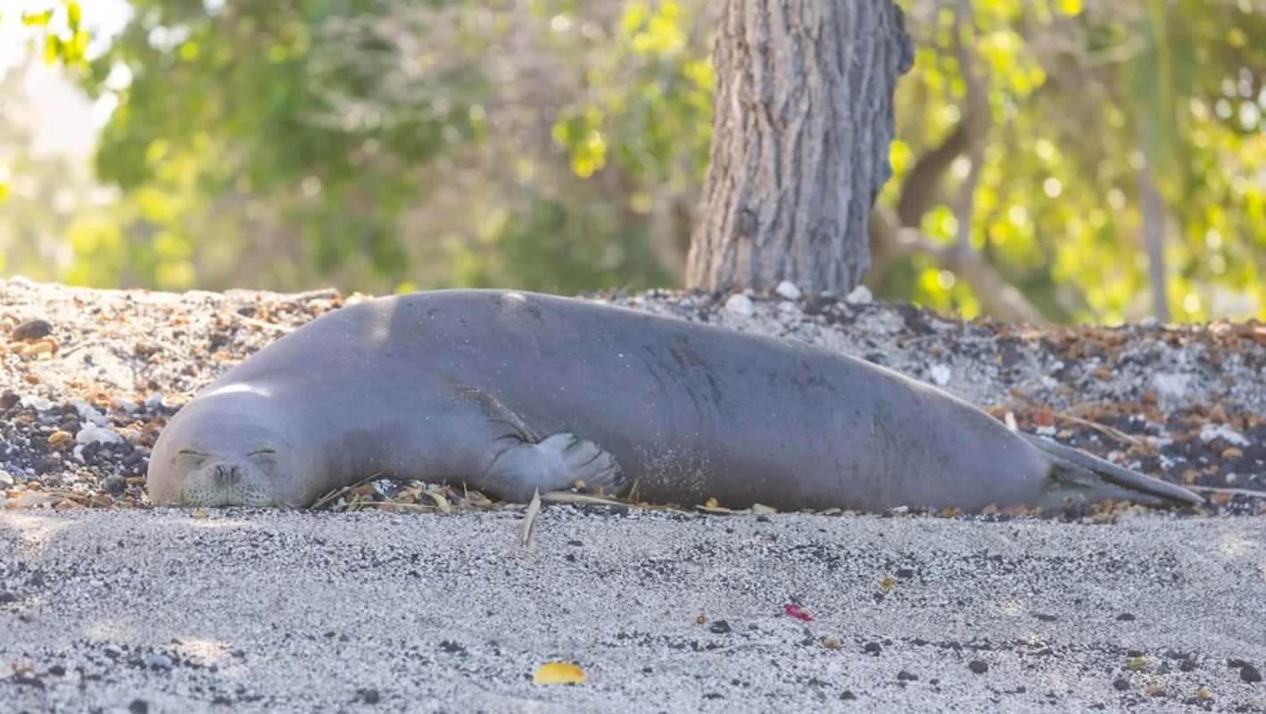 A Hawaiian monk seal sleeping on a sandy beach.