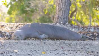 A Hawaiian monk seal sleeping on a sandy beach.