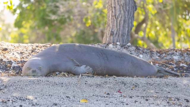 A Hawaiian monk seal sleeping on a sandy beach.