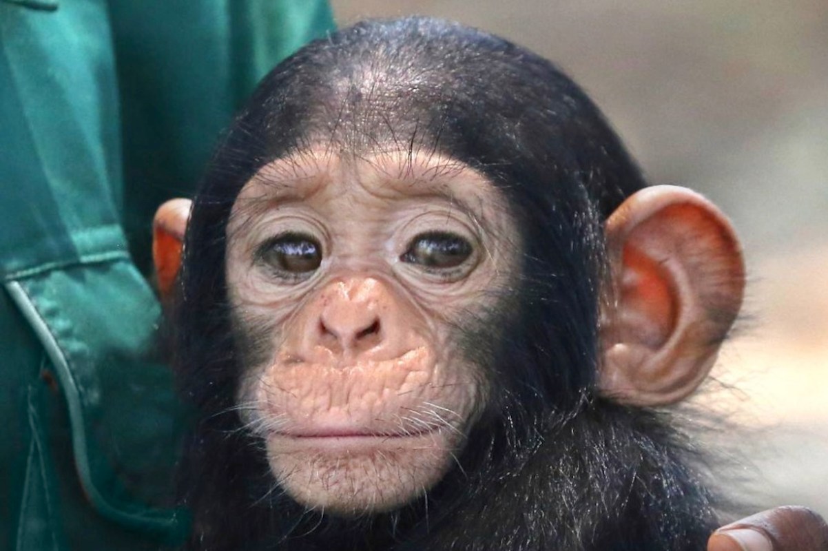 A young chimpanzee named Kuseka.