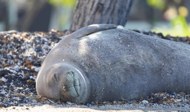 A monk seal sleeping on a beach.