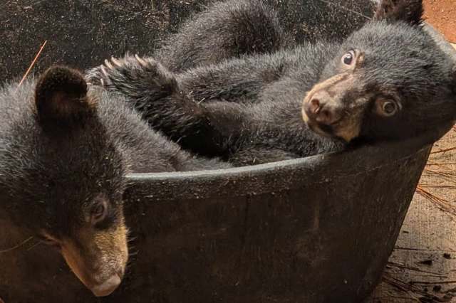 Two black bear cubs in a tub.